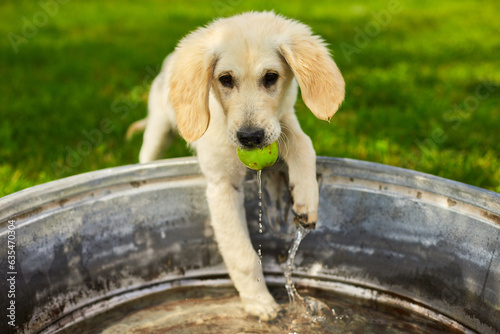 Golden retriever puppy is playing with water and ball  in the yard, happy monents with pet. . photo