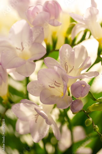 Lylac freesias close up, spring flowers