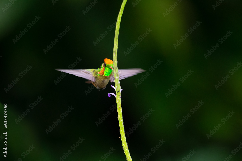 The glittering, tropical, Tufted Coquette hummingbird, Lophornis ornatus, feeding on a single flower with black background The glittering, tropical, Tufted Coquette hummingbird, Lophornis ornatus, feeding on a single flower with black background