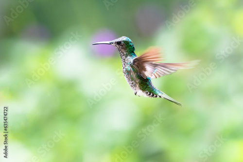 White-necked Jacobin hummingbird in flight on a pastel background.