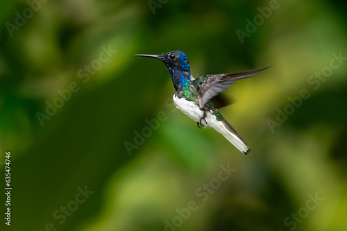 A young White-necked Jacobin hummingbird, Florisuga mellivora, flying in the rainforest of Trinidad.