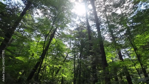 햇살에 반짝이는 숲길 걷기