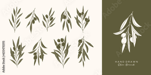 Olive Branch for olive oil logo or olive icon, hand drawn olive branch botanical herbs elements in vector format, floral olive frame and border virgin oil