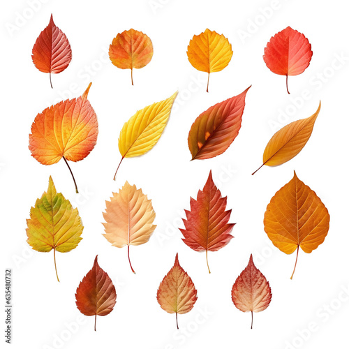 autumn leaves collection