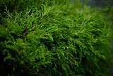 Evergreen plant needles close up background