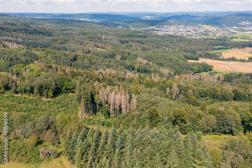Bird s-eye view of partially dead trees in the forests of the Hintertaunus Germany