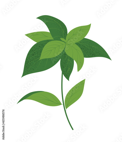 Basil or peppermint plant  hand drawn vector illustration in flat style