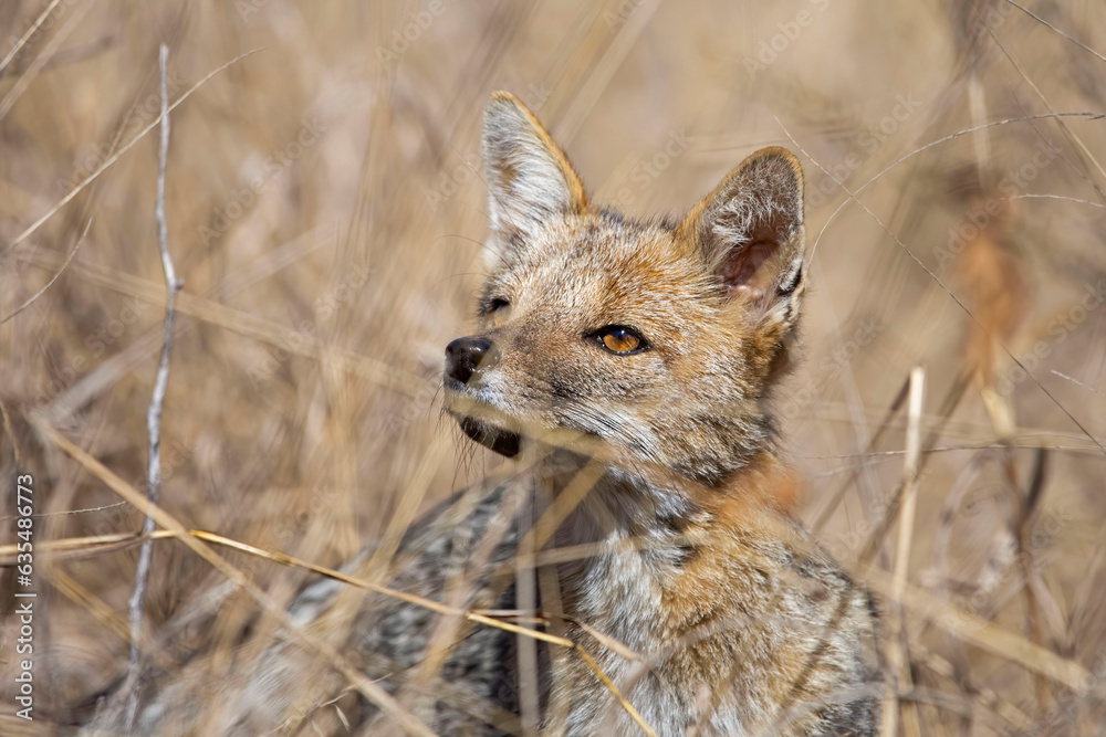 Grey fox