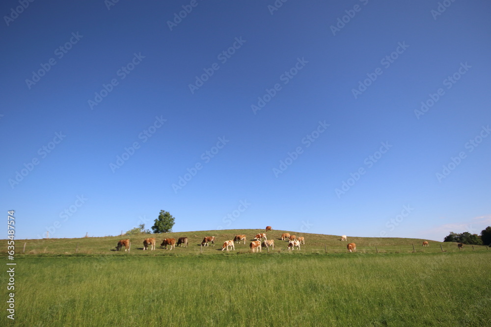 Fototapeta premium Holstein cows grazing in a field 
