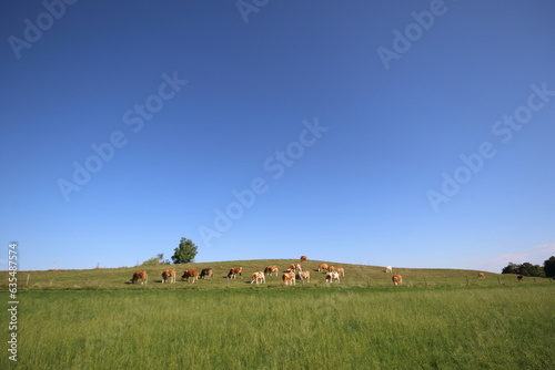 Holstein cows grazing in a field 