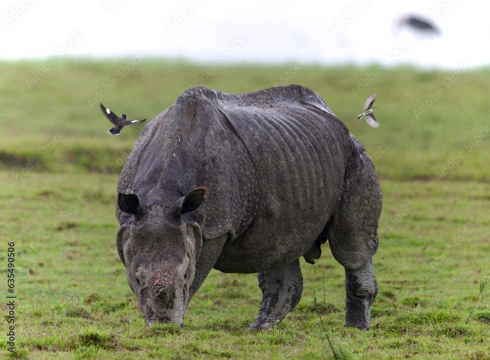 Fototapeta premium One Horned Rhino from Kaziranga of Assam, india