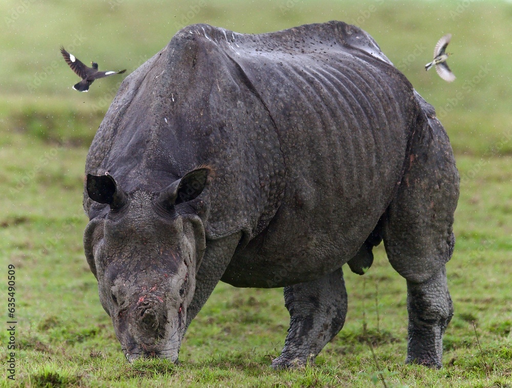 Obraz premium One Horned Rhino from Kaziranga of Assam, india