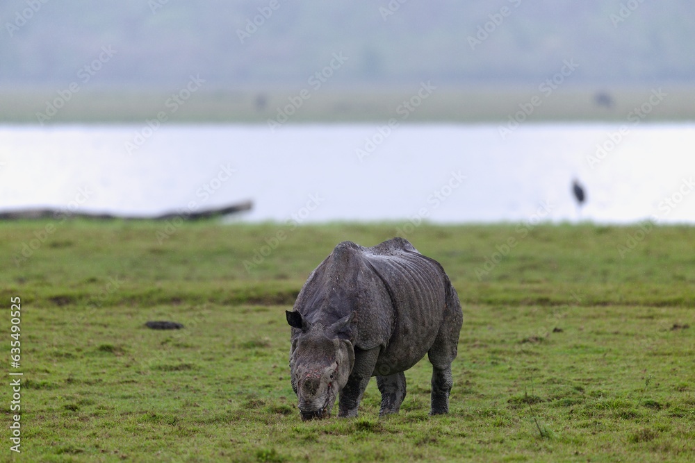 One Horned Rhino from Kaziranga of Assam, india One Horned Rhino from Kaziranga of Assam, india