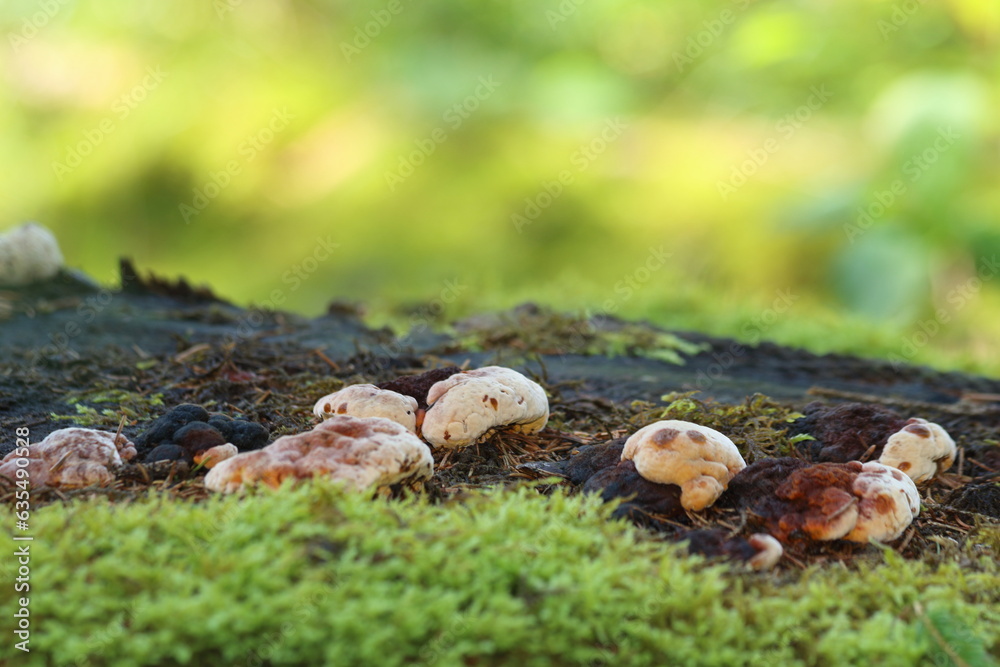 mushrooms growing on tree trunk in summer mushrooms growing on tree trunk in summer