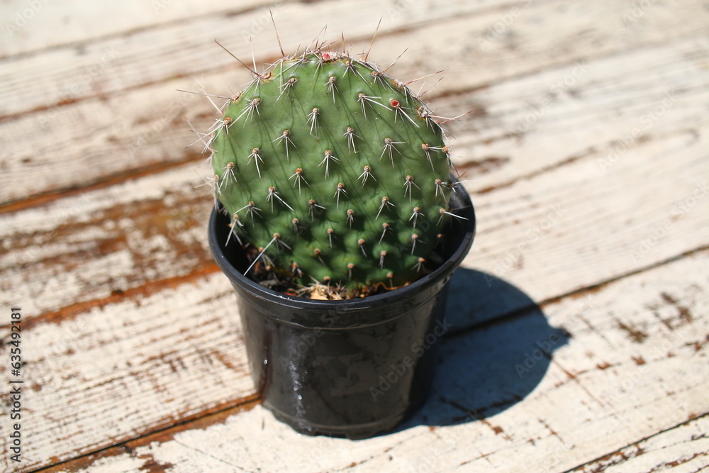 Opuncja ciernista erinacea utahensis róż opuntia kaktus Opuncja ciernista erinacea utahensis róż opuntia kaktus