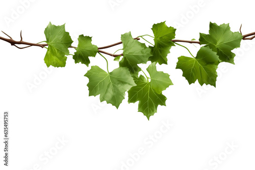 Heart-shaped, green variegated leaf hanging vine ornament having Transparent Background, PNG , Generative Ai