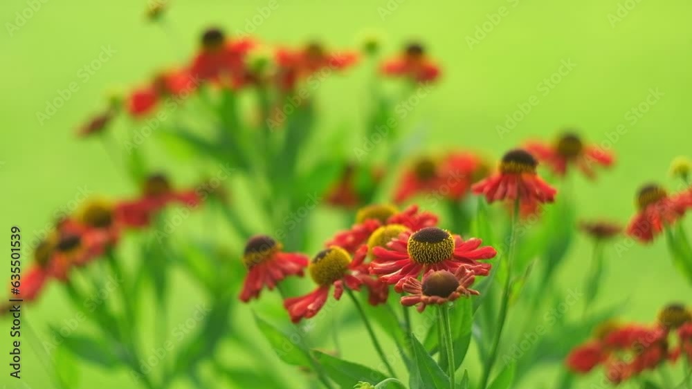 Helenium Flowers. Close up of beautiful Autumn flowers large-flowered sneezeweed or annual aster in red colors blooming in the garden in summer season. Green blurred background. Copy Space for text Helenium Flowers. Close up of beautiful Autumn flowers large-flowered sneezeweed or annual aster in red colors blooming in the garden in summer season. Green blurred background. Copy Space for text