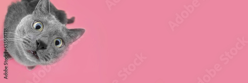Grey cat sitting on the pink background looking at camera
