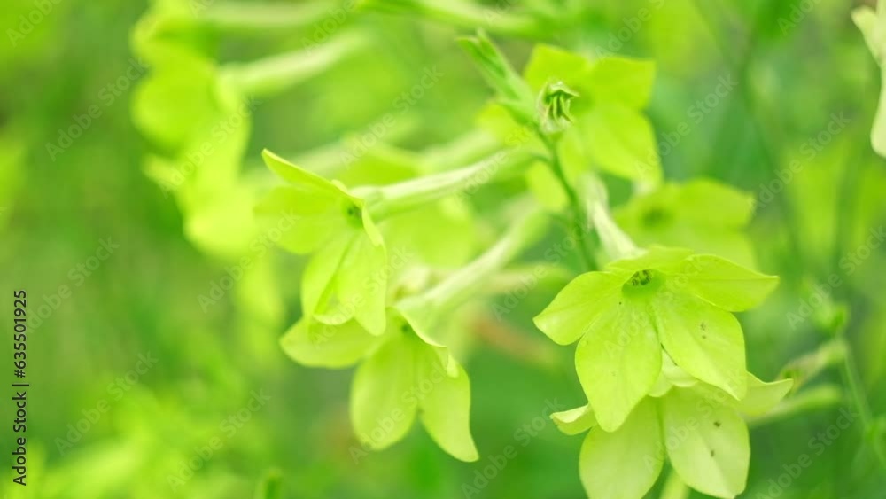 Nicotiana sanderae Lime Flower growing in the Garden. Fragrant Nicotiana alata Blooming. Jasmine, sweet, winged tobacco, tanbaku Persian Blossoming. Limelight color. Nicotiana tabacum green flowers Nicotiana sanderae Lime Flower growing in the Garden. Fragrant Nicotiana alata Blooming. Jasmine, sweet, winged tobacco, tanbaku Persian Blossoming. Limelight color. Nicotiana tabacum green flowers