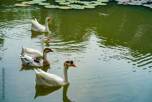 A group of geese is swimming back and forth in the small lake at Lembang Park, Menteng, Central Jakarta photo
