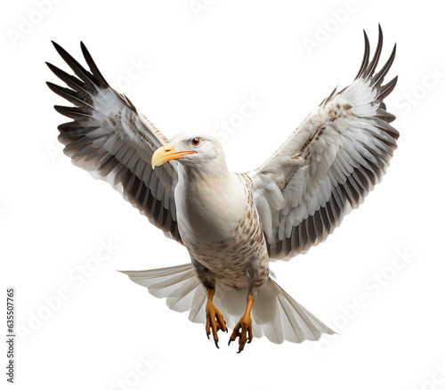 Seagull isolated with transparent background.PNG