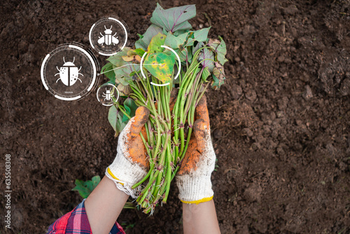 Integrated Pest Management Farmer Hand Holds Infected Plants Analyzing on Virtual Display