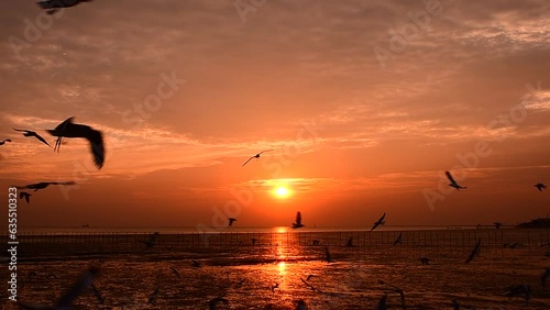 Beautiful sunset in the evening, having seagulls flying around at Bangpu, Samut Prakarn in Thaiand. photo