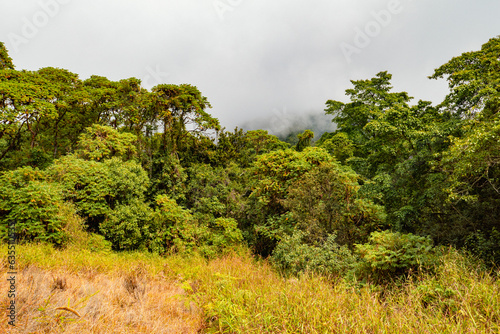 Indigenous  trees growing in the wild at Lake Ngosi crater lake in Mount Rungwe Nature Forest Reserves in Mbeya Region, Tanzania photo