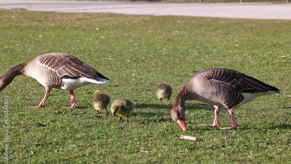 Family of greylag geese with small babies. The greylag goose, Anser anser is a large goose species of the waterfowl family Anatidae Family of greylag geese with small babies. The greylag goose, Anser anser is a large goose species of the waterfowl family Anatidae