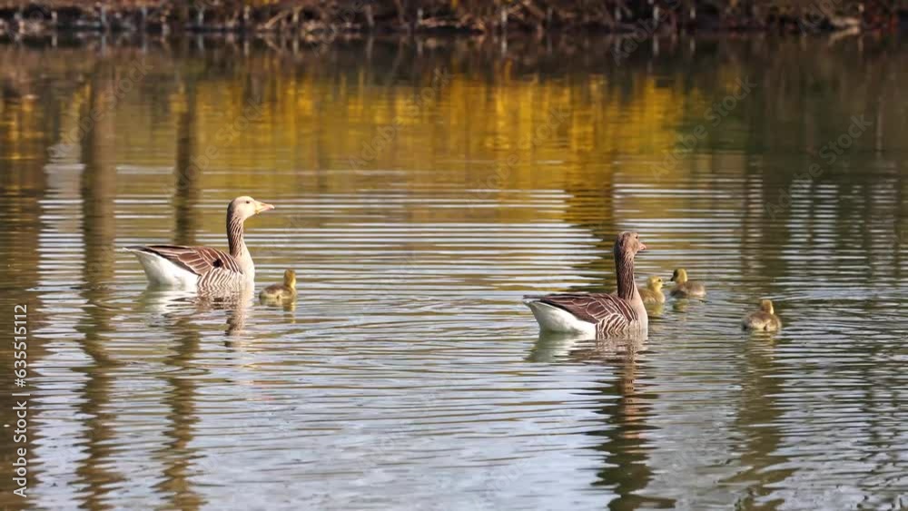 Family of greylag geese with small babies. The greylag goose, Anser anser is a large goose species of the waterfowl family Anatidae Family of greylag geese with small babies. The greylag goose, Anser anser is a large goose species of the waterfowl family Anatidae