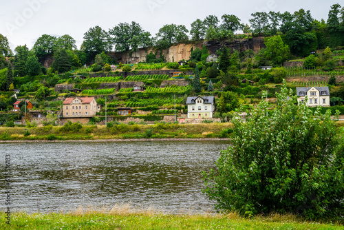 Weinberge am Elbufer bei Pirna