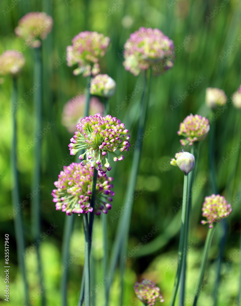 Allium is a genus of onocotyledonous flowering plants that includes hundreds of species Allium is a genus of onocotyledonous flowering plants that includes hundreds of species