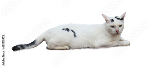 Beautiful black and white cat isolated on white background 