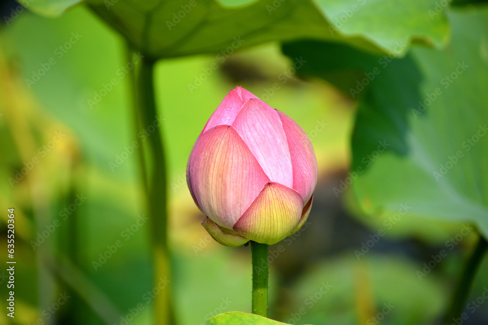 Lotus flower Nelumbo nucifera, known by a number of names including Indian Lotus, Sacred Lotus, Bean of India is a plant in the monogeneric family Nelumbonaceae.
