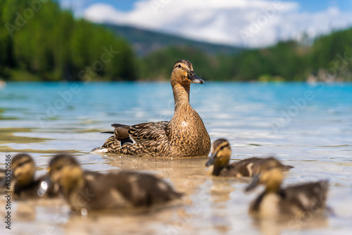 A wild duck leads her ducklings across Lake Bries in the Dolomites, Italy. The serene scene captures their close bond against the stunning mountain backdrop. © Sanfira