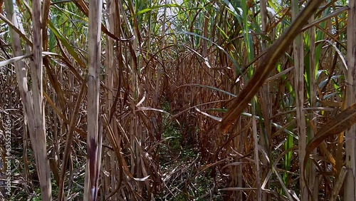 Crossing the dry sugarcane forest