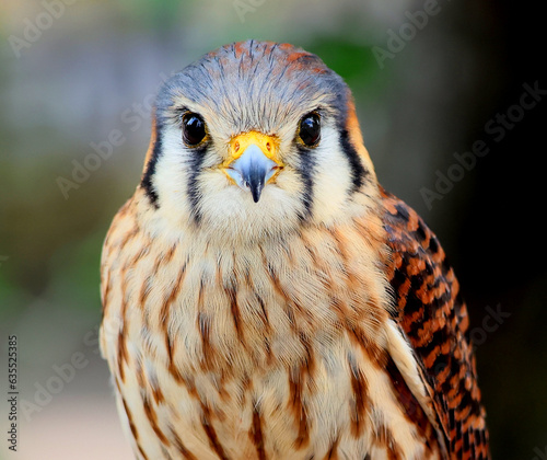 The common kestrel (Falco tinnunculus) is a bird of prey species belonging to the kestrel group of the falcon family Falconidae. It is also known as the European, Eurasian kestrel,