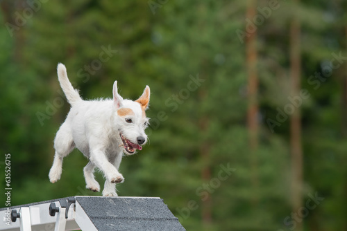 Foto Parson Russell Terrier is running on the boom on a dog agility course