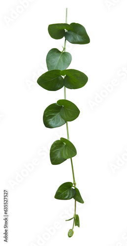 Design element of a green vine leaf isolated on a pure white background with a clipping path included with the file for easy selection and design purpose.