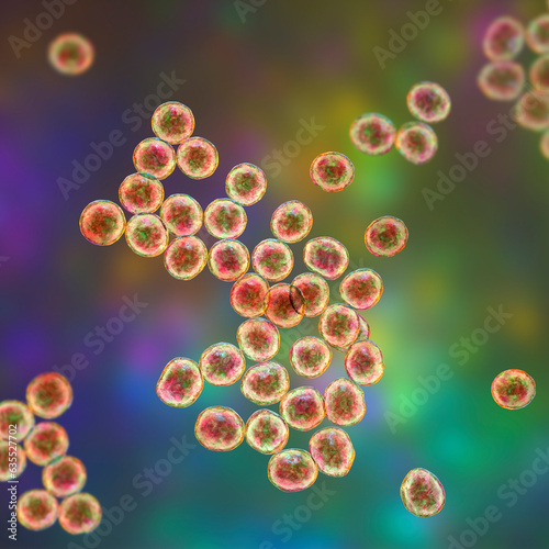 Staphylococcus bacteria, 3D illustration. photo