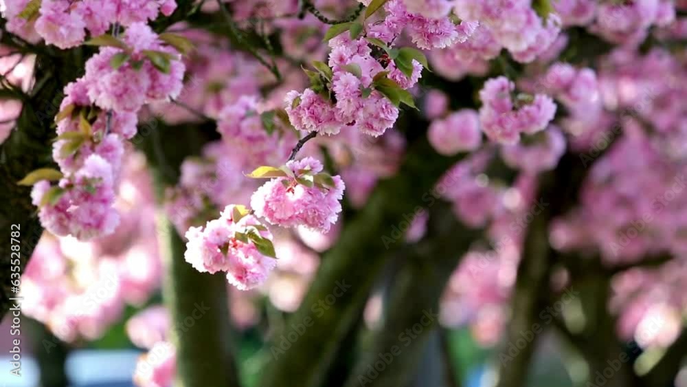 Captivating 4K Close-Up of Beautiful Pink Cherry Blossom Flower Tree Captivating 4K Close-Up of Beautiful Pink Cherry Blossom Flower Tree