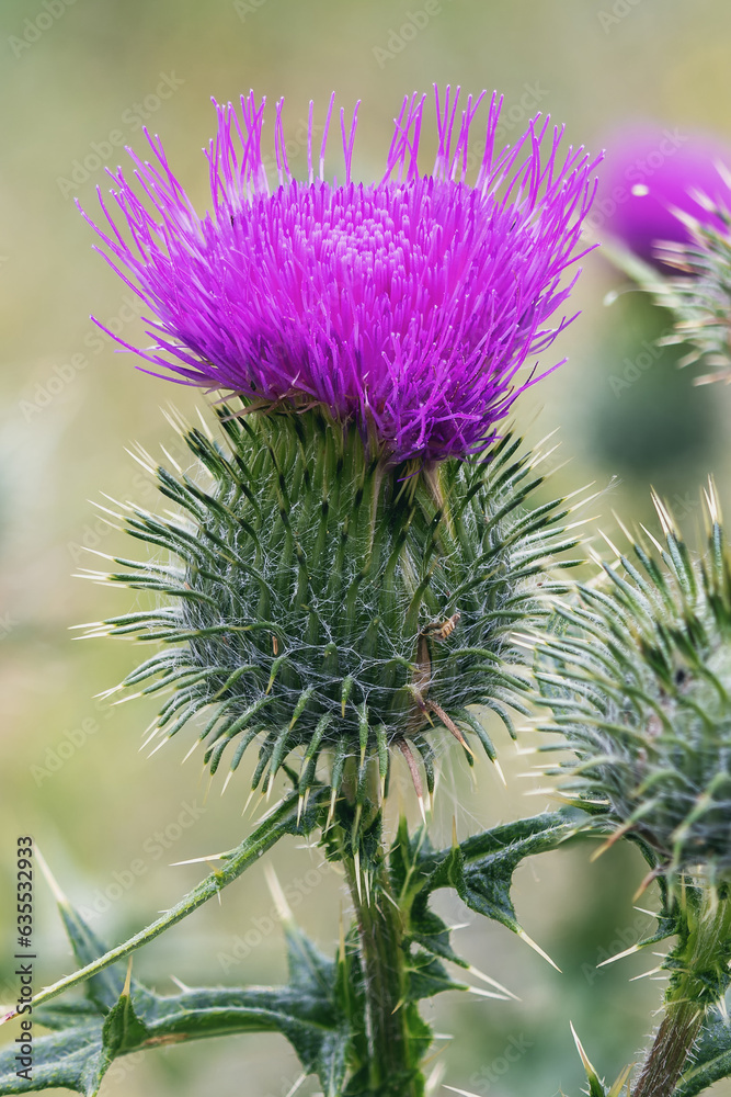 Cirsium vulgare has a single flower that blooms in summer Cirsium vulgare has a single flower that blooms in summer