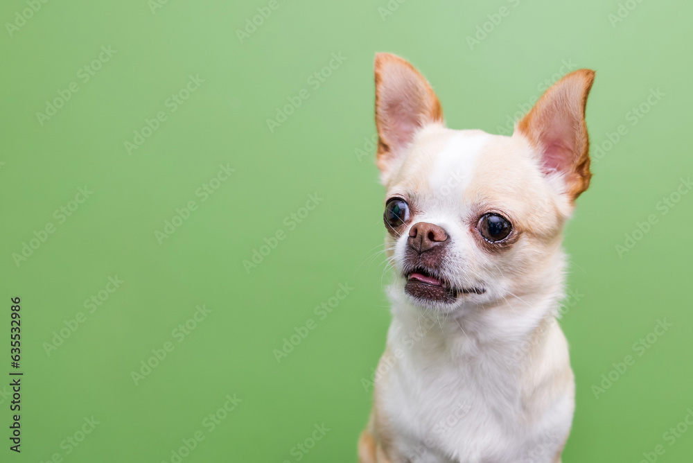 chihuahua on a green background