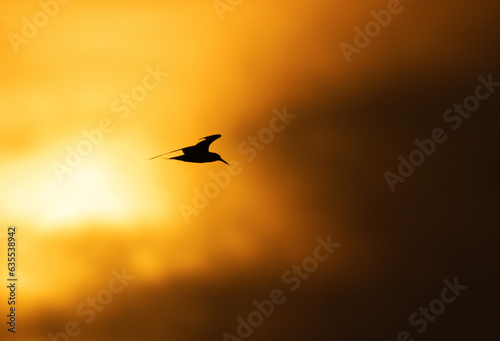 Silhouette of White-cheeked Tern flying at Tubli bay, Bahrain photo