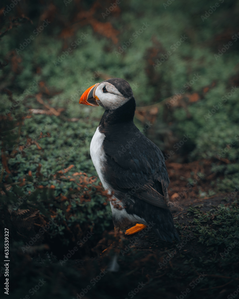 Obraz premium atlantic puffin or common puffin