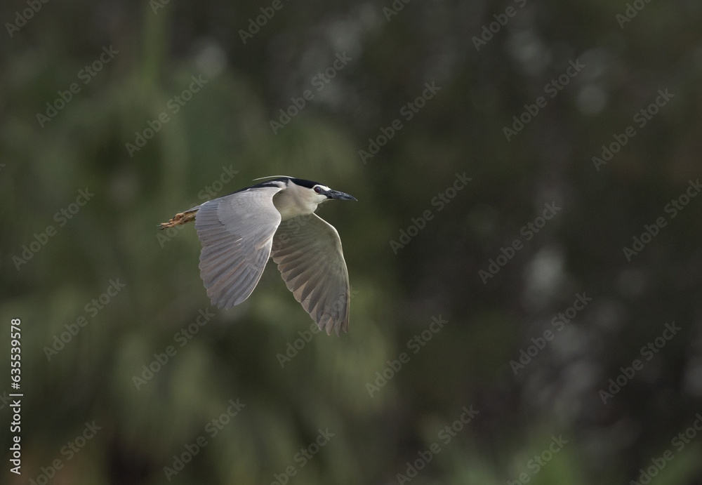Black-crowned Night heron flying  at Tubli bay, Bahrain