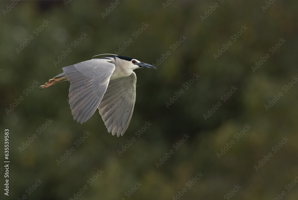 Black-crowned Night heron flying at Tubli bay, Bahrain Black-crowned Night heron flying at Tubli bay, Bahrain