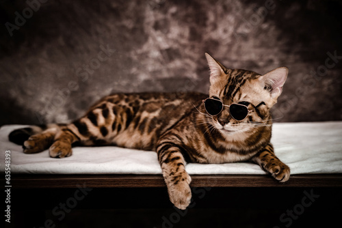 bengal cat on dark furry background