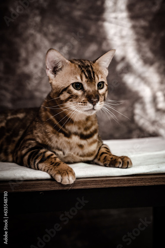 bengal cat on dark furry background