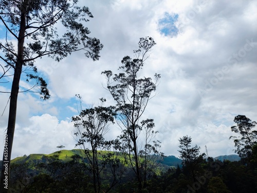 Green trees blue sky background landscape with mountains